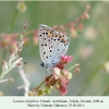 lycaena alciphron talysh female 1
